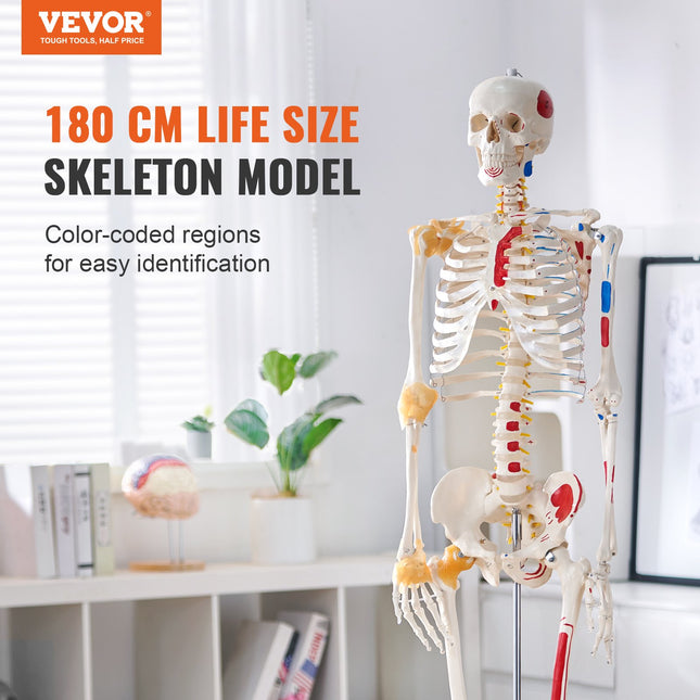 Žmogaus skeleto modelis VEVOR LD-101A, 182 cm